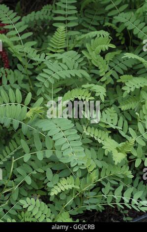 Tragacanth astragalus hi-res stock photography and images - Alamy