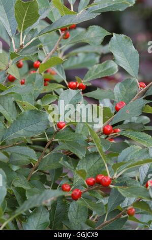 Ilex verticillata - 'Red Sprite'- - (Syn I. v. 'Nana')   MIW250523  /Photosho Stock Photo