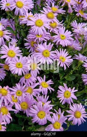 Aster amellus - 'Rosa Erfullung'- - (Syn A.a. 'Pink Zenith')   MIW250549  /Ph Stock Photo