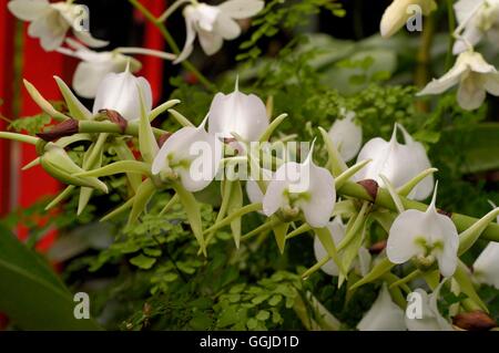 Angraecum eburneum   MIW250583 Stock Photo