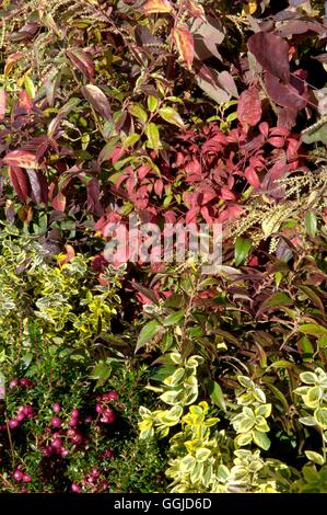 Autumn Colour- from Shrubs of Euonymus  Gaultheria and- Leucothoe  walteri  Rainbow   MIW250685 Stock Photo