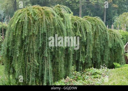 Larix decidua - 'Pendula'- used as a hedge   MIW250748 Stock Photo