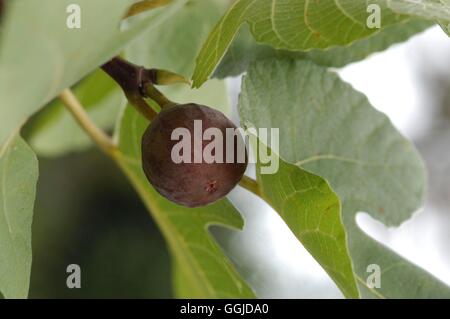 Fig- - 'Brown Turkey'   MIW250750 Stock Photo