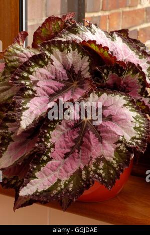 Begonia- 'Christmas Cheer'   MIW250762 Stock Photo