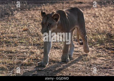 Lioness hunting near Simbazi in The Selous Game Reserve of Tanzania Stock Photo