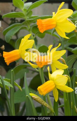 Narcissus - 'Jetfire' AGM   MIW250934 Stock Photo