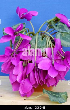 Vine Weevil- damage to Cyclamen- - (Otiorhynchus sulcatus)   MIW250941  /Phot Stock Photo