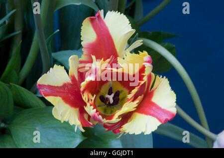 Tulipa - 'Flaming Parrot'   MIW251002 Stock Photo