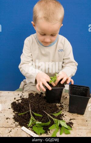 Potting On- - Tomato 'Black Russian'   MIW251037 Stock Photo