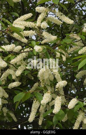 Prunus padus- - Bird Cherry   MIW251100 Stock Photo
