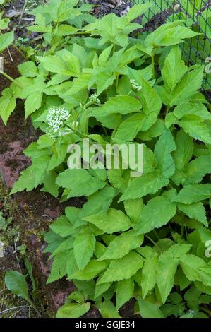 Ground Elder/Goutweed- - (Aegopodium podagraria)   MIW251154 Stock Photo