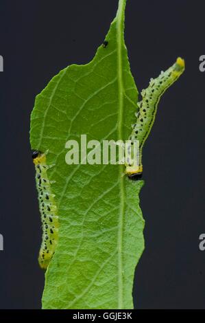 Sawfly- on Willow (Salix)- - (Nematus pavidus)   MIW251165 Stock Photo