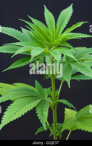 Cannabis sativa- - Marijuana ''Hemp'' ''Hashish'' ''Skunk'''   MIW251170 Stock Photo