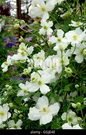 Clematis montana- 'Prosperity'   MIW251187 Stock Photo
