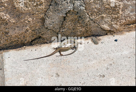Pair of viviparous lizards ( Zootoca vivipara ) sunbathing Stock Photo