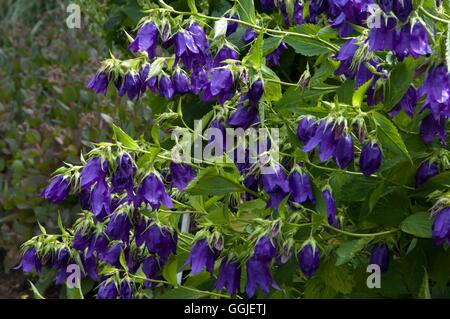 Campanula 'Kent Belle'   MIW251544 Stock Photo