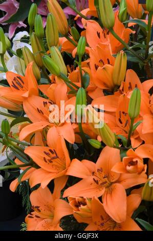 Lilium 'Tresor'   MIW251679 Stock Photo