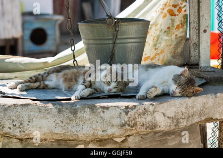 Two street cats sleeping in the shadow of water well with an old bucket Stock Photo