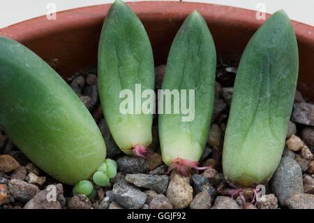 Propagation - Succulents- - Pachynytum compactum from leaf cuttings   MIW251783     Photos Horticult Stock Photo