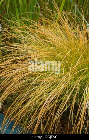 Carex testacea   MIW251812 Stock Photo