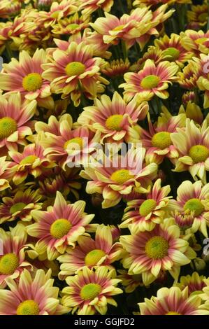 Chrysanthemum 'Orinoco Yellow'   MIW251876 Stock Photo