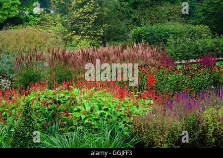 Perennials in Autumn- with Miscanthus  Helenium  Persicaria and Salvia at- RHS Harlow Carr Gardens- - (Please credit location) Stock Photo