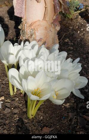 Colchicum speciosum 'Album'   MIW252007 Stock Photo