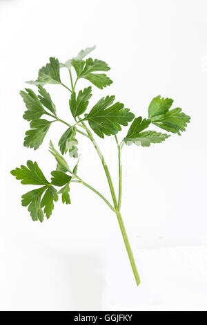 Fresh parsley isolated on white Stock Photo