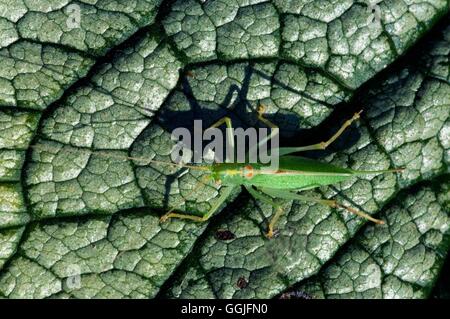 Speckled Bush-Cricket- - (Leptophyes punctatissima)- - (female)   MIW252043 Stock Photo