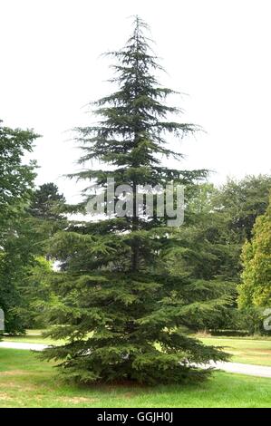 Cedrus libani- - Cedar of Lebanon   MIW252818 Stock Photo