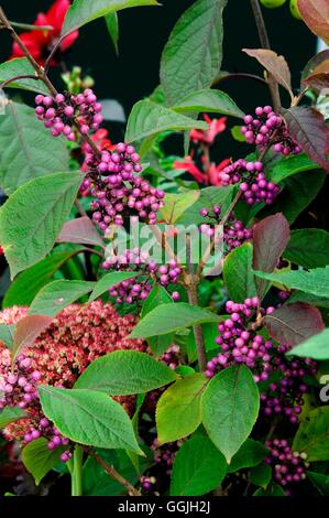 Callicarpa bodinieri 'Profusion'   MIW252862 Stock Photo