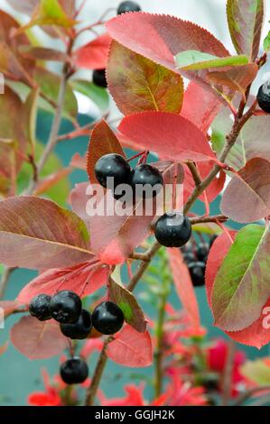 Aronia x prunifolia 'Viking'- - (Syns: A. melanocarpa  Photinia melanocarpa  Pyrus melanocarpa)- - Black Chokeberry Stock Photo