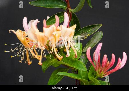 Lonicera periclymenum 'Belgica'   MIW252872 Stock Photo