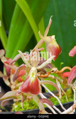 Epidendrum 'Porpax'   MIW252933 Stock Photo