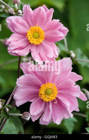 Anemone x hybrida 'Konigin Charlotte'   MIW253003 Stock Photo