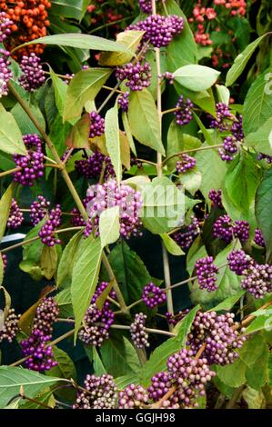 Callicarpa bodinieri 'Profusion'   MIW253030 Stock Photo