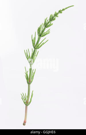 Medicinal plant: Equisetum arvense. Horsetail Stock Photo