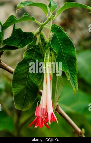 Fuchsia boliviana 'Alba'   MIW253246 Stock Photo