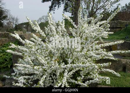 Prunus glandulosa 'Alba Plena'   MIW253261 Stock Photo