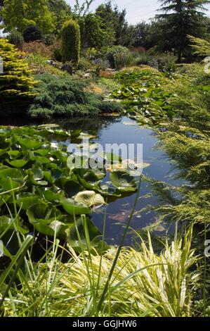 Pool- in Summer garden- - (Please credit: Photos Hort/Ashwoods/John Massey)   MIW253397     Photos H Stock Photo