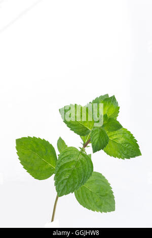 Fresh raw mint leaves isolated on white background Stock Photo