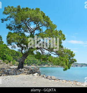 Big beautiful tree on the shore of the bay Stock Photo