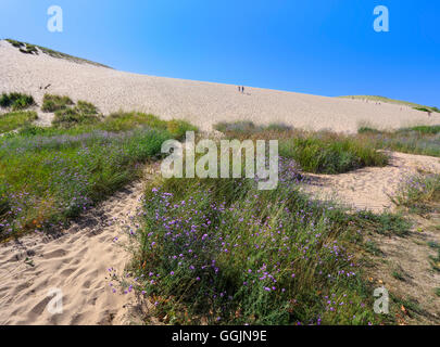 Purple Wildflowers at the foot of the main climbing dune, Sleeping Bear Dunes National Lakeshore, Glen Arbor, Michigan, USA Stock Photo