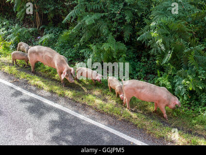 Pannage occurs in the late summer and autumn when pigs are set free across the New Forest to eat acorns which are poisonous to other animals. Stock Photo
