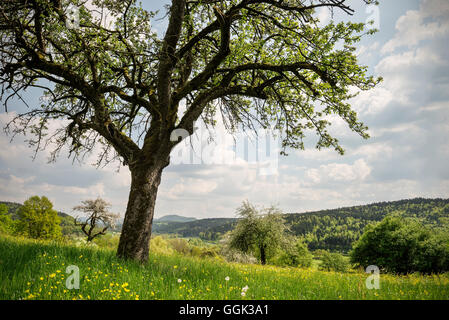 Mixed fruit orchard in Spring, Lorch monatry, Stauferland near Schwaebisch Gmuend, Swabian Alp, Baden-Wuerttemberg, Germany Stock Photo