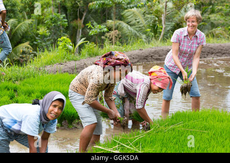 German women with Indonesian women in rice field, paddyfield, growing rice, seedlings, planting, rice cultivation, contact with Stock Photo