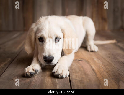 Golden retriever puppy in a studio setting lying down Stock Photo