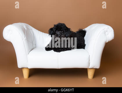 Cute black cockapoo in a studio on a white chair Stock Photo