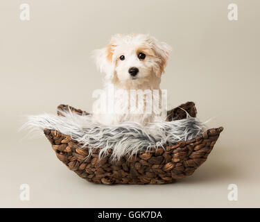 Cute cavachon puppy in a studio environment Stock Photo