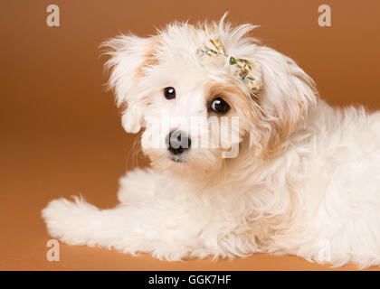 Cute cavachon puppy in a studio environment Stock Photo